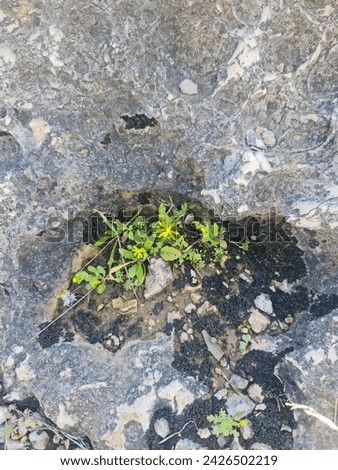 a pogonatherum, abstract, age, agriculture, alive, alone, ancient, architect, architecture, art, background, beach, garden, green, growth, leaf, natural, nature, old, outdoor, plant, stone, texture, 