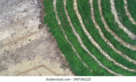 Hutan Hijau Hd Stock Images Shutterstock