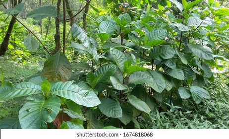 Pohon Kina Cinchona Quina Tree Selective Focus