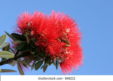 Pohutuakawa flower, also referred to as the New Zealand Christmas Tree