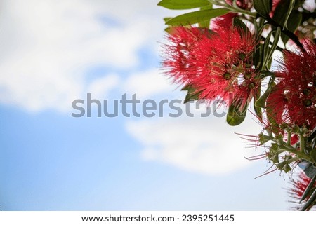 Pohutukawa blooms under a cloudy blue sky. New Zealand Christmas Tree.