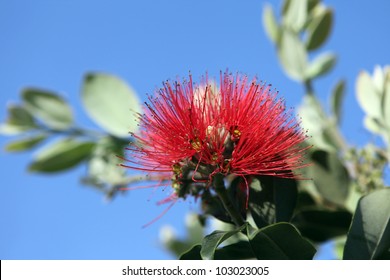 Pohutukawa Flower, known as the New Zealand Christmas Tree