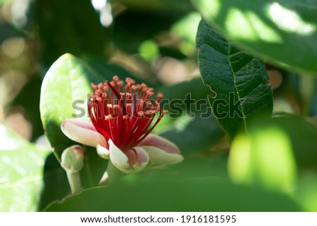 pohutukawa flower tree rata new zealand native plant flowering red blooming nature 