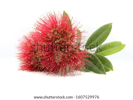 Pohutukawa flowers picked from the Pohutukawa tree and placed against a white background.