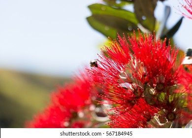 Pohutukawa (New Zealand Christmas tree) in full bloom.