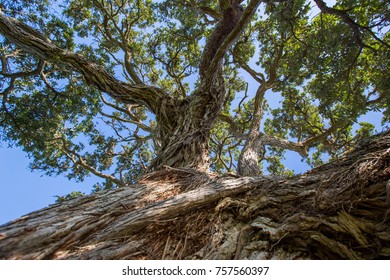 2,714 Pohutukawa Images, Stock Photos & Vectors | Shutterstock