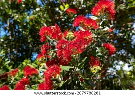 Pohutukawa New Zealand Christmas Tree With Red Flowers