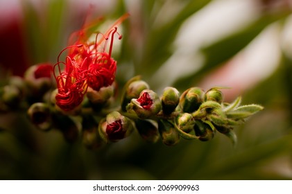 Pohutukawa New Zealand Native Plant 