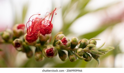 Pohutukawa New Zealand Native Plant 