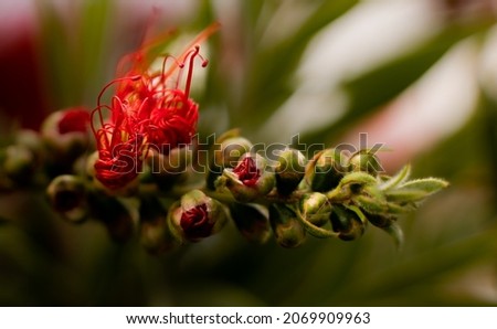 pohutukawa New Zealand Native plant 