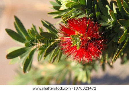a pohutukawa plant with green leaves and bright red flowers 3281