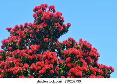 Pohutukawa red flowers blossom in the month of December in Auckland New Zealand.No people. Copy space