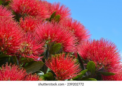 Pohutukawa red flowers blossom in the month of December in Auckland in the North Island of New Zealand.