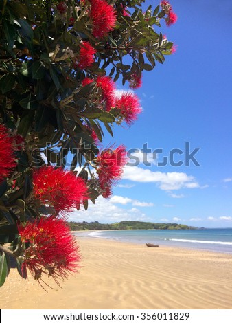 Pohutukawa red flowers blossom on the month of December over a sandy beach with a small fishing boat doubtless bay New Zealand.