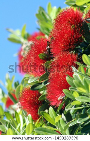 The pohutukawa tree appears in full red bloom around Christmas time in New Zealand and is often referred to as the New Zealand Christmas tree.