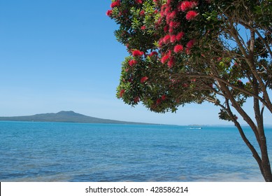 Pohutukawa tree in bloom with Rangitoto Island on the background