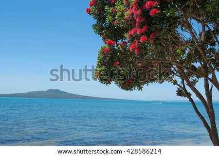 Pohutukawa tree in bloom with Rangitoto Island on the background