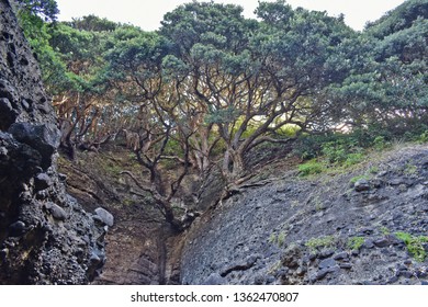 Pohutukawa Tree On A Cliff Edge Above Piha Blowhole