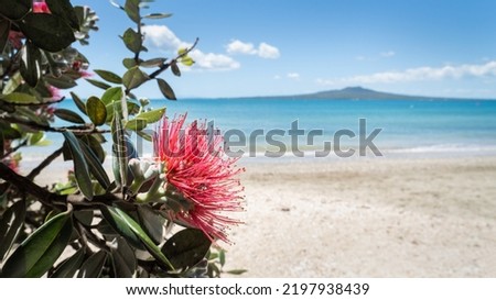 Pohutukawa trees in full bloom at Takapuna beach in summer, out-of-focus Rangitoto Island in distance, Auckland. 