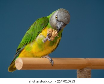 Poicephalus senegalus. Senegalese parrot sits on a perch and eats Senegal millet delicacy. photo - Shutterstock ID 2147010953