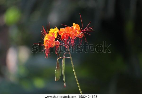 Poinciana Flowers Green Leaf Caesalpinia Pulcherrima Stock Photo