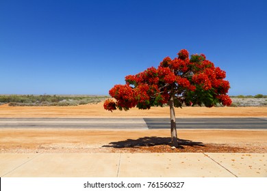 Poinciana Tree, North West Australia