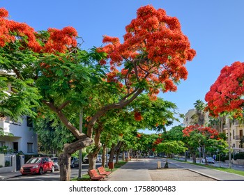 Poinciana trees blooming at Boulevard Rothschild in Tel Aviv.