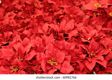 Poinsetta Background