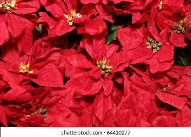 Poinsetta Background