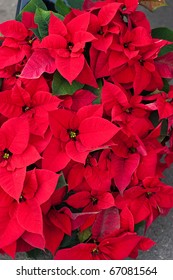 Poinsetta Background