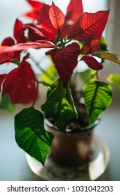 Poinsetta On Windowsill. 