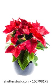 A Poinsetta Plant In A Black Flowerpot Over A Light Background