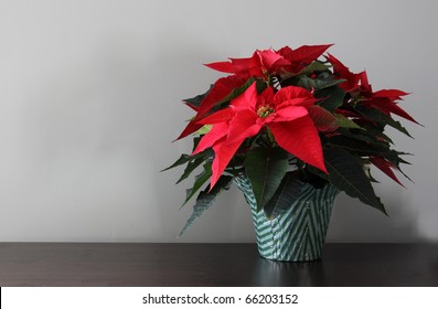 A Poinsetta Plant Sitting A Table With Copyspace.