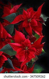 Poinsetta/Star 2/Christmas Flowers Plant