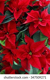 Poinsetta/Star 4/Christmas Flowers Plant