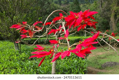 Poinsettia bush in full bloom and deep red colour bordering a lush green tea plantation in the Kannan Devan Hill in Munnar, Kerala, India. - Powered by Shutterstock