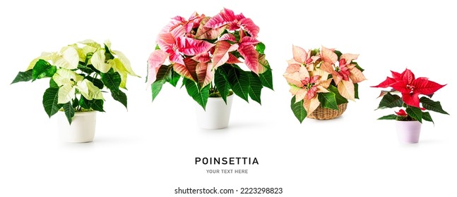 Poinsettia christmas star flower collection and creative banner isolated on white background. Potted winter plants layout. Floral design element. Holiday concept
 - Powered by Shutterstock