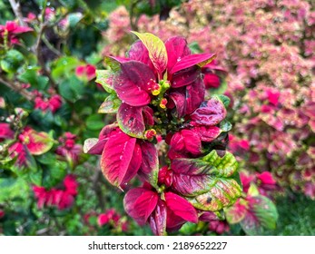 The Poinsettia Is A Commercial Important Plant Species Of The Diverse Spurge Family.