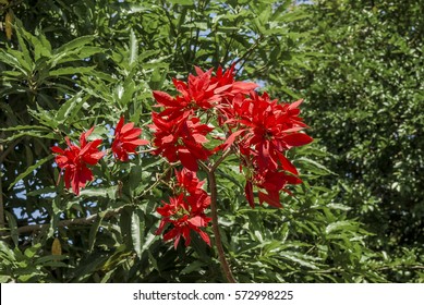 Poinsettia (Euphorbia Pulcherrima) Nicaragua