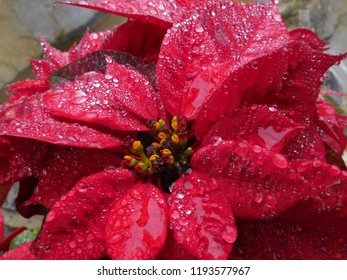 86 Flor nochebuena: foto stock, immagini e foto | Shutterstock