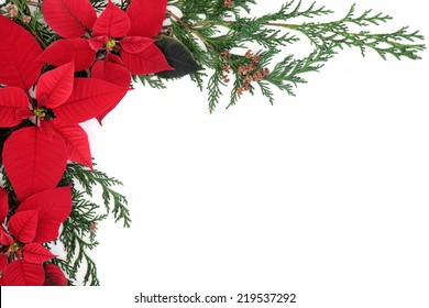 Poinsettia flower background border with cedar cypress leaf sprigs over white.