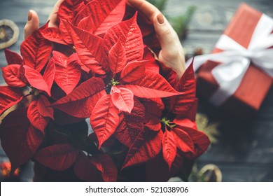 Poinsettia flower in woman hands with gift box on background. Christmas preparing process