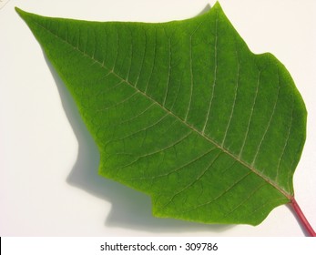 A Poinsettia Leaf.