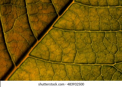 Poinsettia Leaf In Autumn