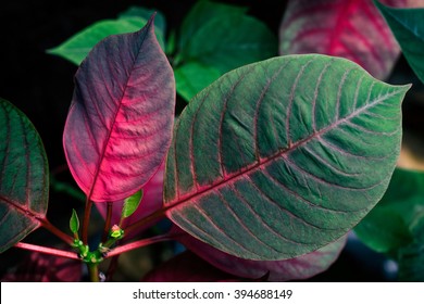 Poinsettia Leaf Bright Purple And Green Color.