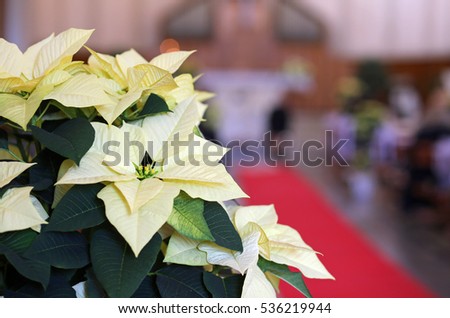 Poinsettia with light white leaves into the church during the wedding ceremony