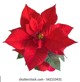 98,605 Poinsettia Images, Stock Photos & Vectors | Shutterstock