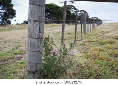 Point Cook, Vic Australia - Dec 30 2020: Old Fence Post With Flowering Nettle In Grassland At Entrance To Point Cook Coastal Park