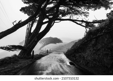 Point Reyes California Road And Fog