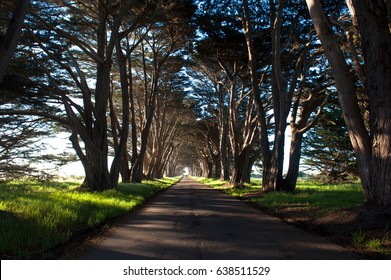 Point Reyes, Cypress tree tunnel!